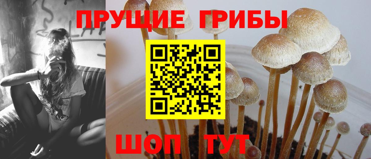 Касимов  где можно купить   Вход с VPN  Псилоцибиновые грибы мухоморы 